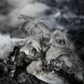 Copertina dell'album When Death Comes degli Aphonic Threnody